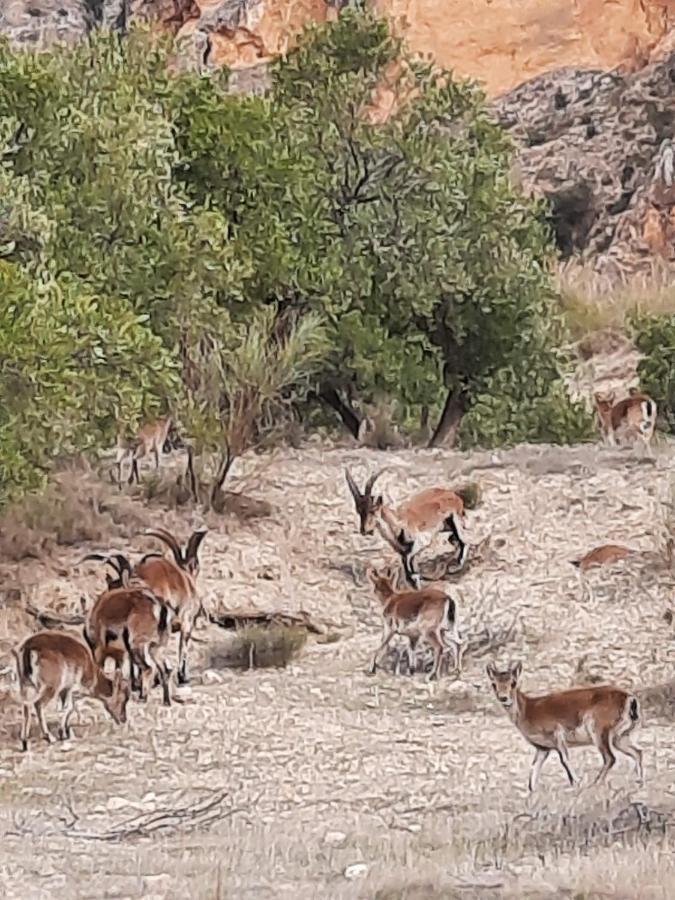 Cortijo El Chorreadero En Parque Natural Sierra De Cazorla Los Rosales  Eksteriør billede