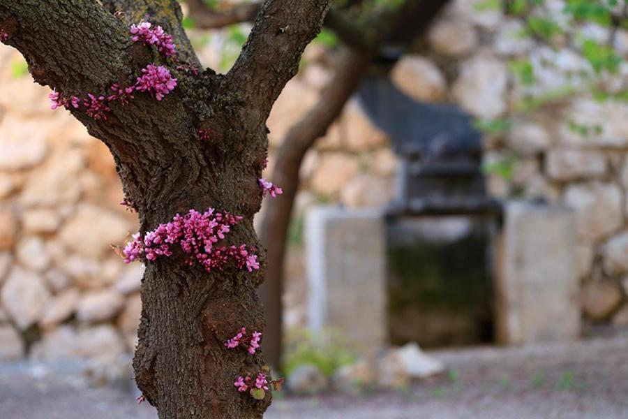 Cortijo El Chorreadero En Parque Natural Sierra De Cazorla Los Rosales  Eksteriør billede